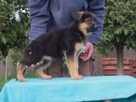 Adonis vom Haus Haribal